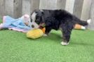 Cute Mini Bernedoodle Baby