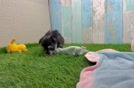 Best Morkie Baby