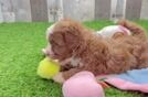 Cavapoo Pup Being Cute