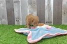 Maltipoo Puppy for Adoption