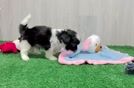 Smart Teddy Bear Designer Pup