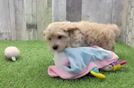 Playful Maltidoodle Poodle Mix Puppy