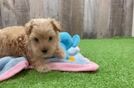 Best Maltipoo Baby