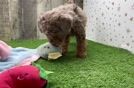 Popular Poodle Purebred Pup