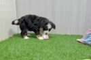 Meet Flintstone - our Mini Bernedoodle Puppy Video