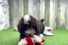 Sweet Mini Labradoodle Baby