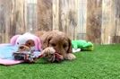 Meet Voss - our Cavapoo Puppy Video