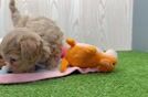 Sweet Maltipoo Baby