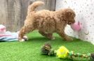 Mini Goldendoodle Pup Being Cute