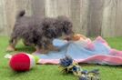 Meet Gil - our Poodle Puppy Video