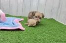 Yorkie Chon Pup Being Cute