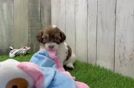 Shih Poo Pup Being Cute