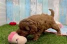 Meet Dorito - our Cavapoo Puppy Video