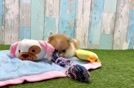 Friendly Pomeranian Baby