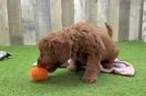 Mini Goldendoodle Pup Being Cute
