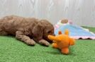 Meet Cayenne - our Mini Goldendoodle Puppy Video