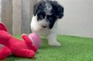 Little Bichpoo Poodle Mix Puppy