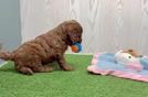 Meet Joe - our Mini Irish Doodle Puppy Video