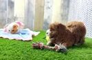 Little Poodle Baby