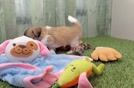 Teddy Bear Puppy for Adoption
