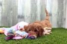 Cavapoo Pup Being Cute