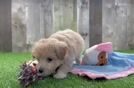 Smart Poochon Poodle Mix Pup