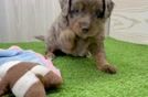 Mini Aussiedoodle Pup Being Cute