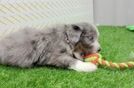 Best Mini Bernedoodle Baby