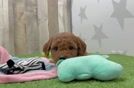 Best Mini Goldendoodle Baby