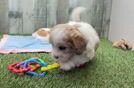 Shih Poo Pup Being Cute