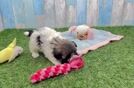 Funny Havanese Baby