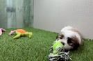 Teddy Bear Puppy for Adoption
