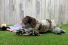 Cockapoo Pup Being Cute