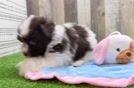 Akc Registered Havanese Purebred Pup