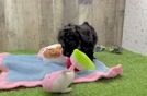 Adorable Toy Poodle Purebred Puppy