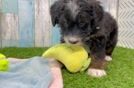 Best Mini Bernedoodle Baby