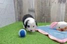 Popular Mini Aussiedoodle Poodle Mix Pup