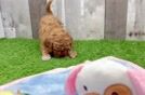 Adorable Cavalier King Charles Spaniel and Poodle Mix Poodle Mix Puppy