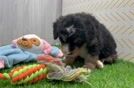 Funny Mini Bernedoodle Poodle Mix Pup