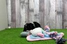 Cocker Spaniel Puppy for Adoption