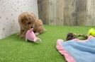 Poodle Pup Being Cute
