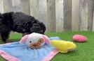 Meet Favor - our Mini Bernedoodle Puppy Video