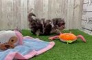 Adorable Shihpoo Poodle Mix Puppy