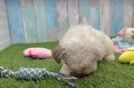 Popular Havapoo Poodle Mix Pup