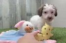 Poodle Puppy for Adoption