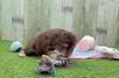 Best Mini Aussiedoodle Baby
