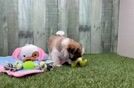 Meet Addison - our Teddy Bear Puppy Video