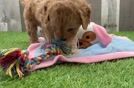 Meet Daisy - our Cavapoo Puppy Video