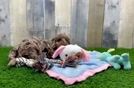 Happy Cockapoo Baby