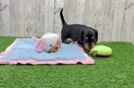 Best Dachshund Baby